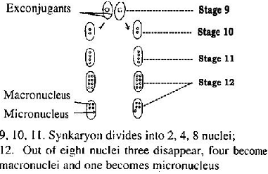 1457_formation of macro and micronuclei.png